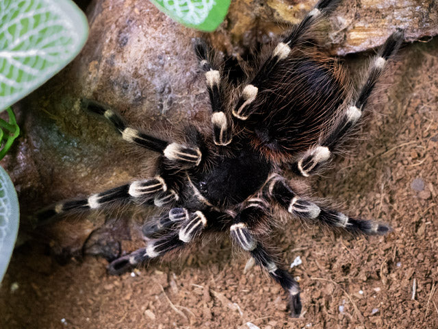 5ca6103f4630ce5af18de0939b9c482b