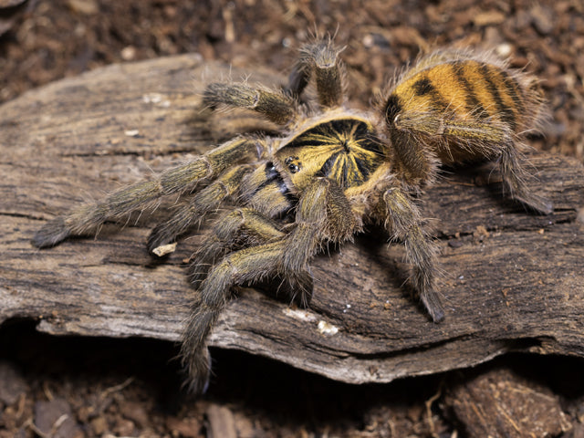 0ce3a3401a2c2fb7d08523e4d8f85a0a