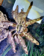 66c46bbd83ea51e974cb760f3e3787fe