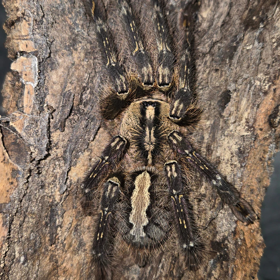 f38480c84057dda3602b4acd8f6660ae