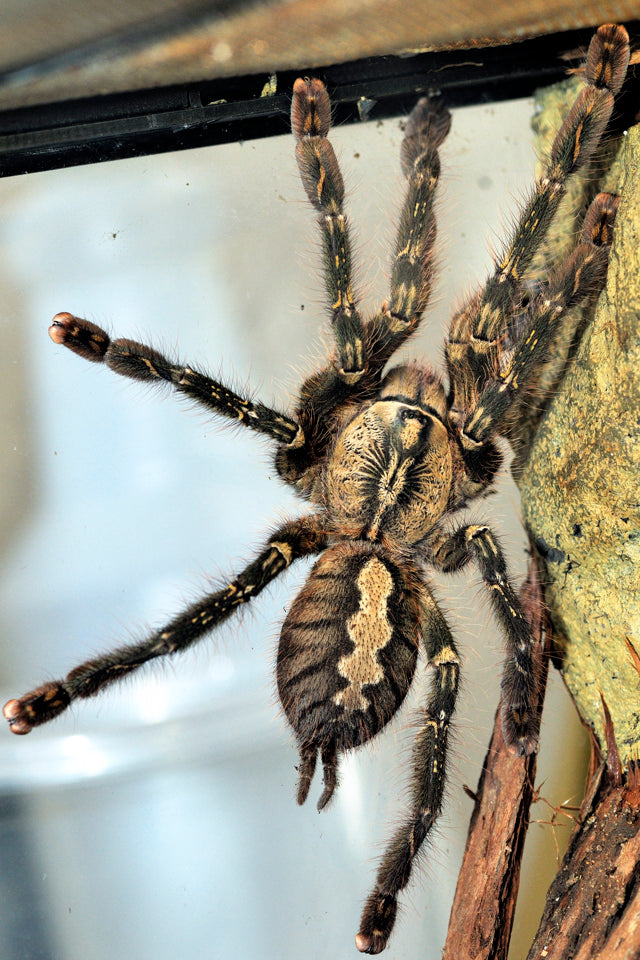 47fae57d5cfb307822d30978215eeb01