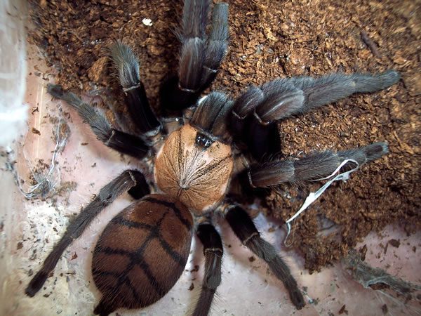 8ec0135fa1167698cb4986a6f323d5a6