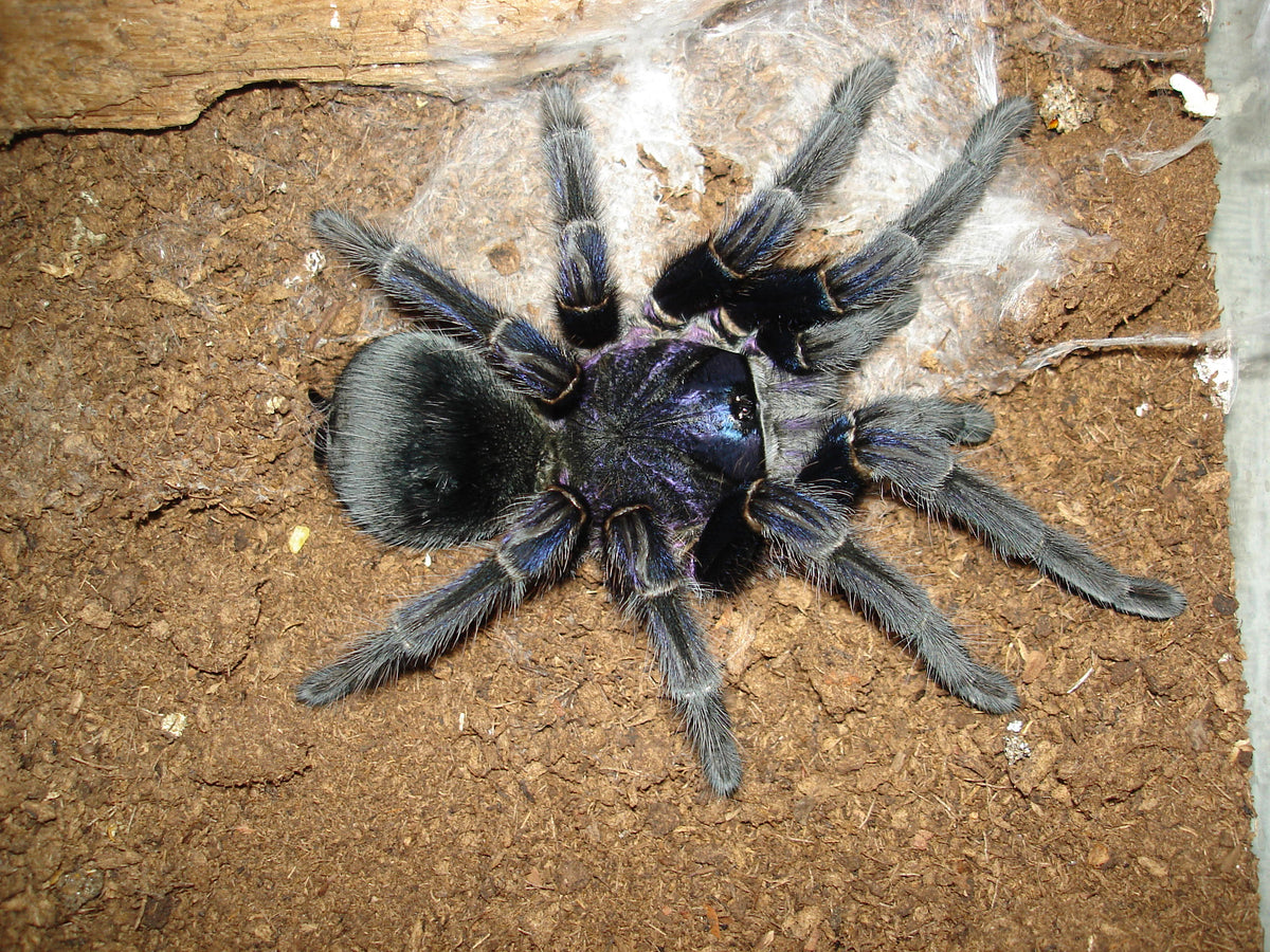 fddedb9ae4569c900425a668f1548ee5