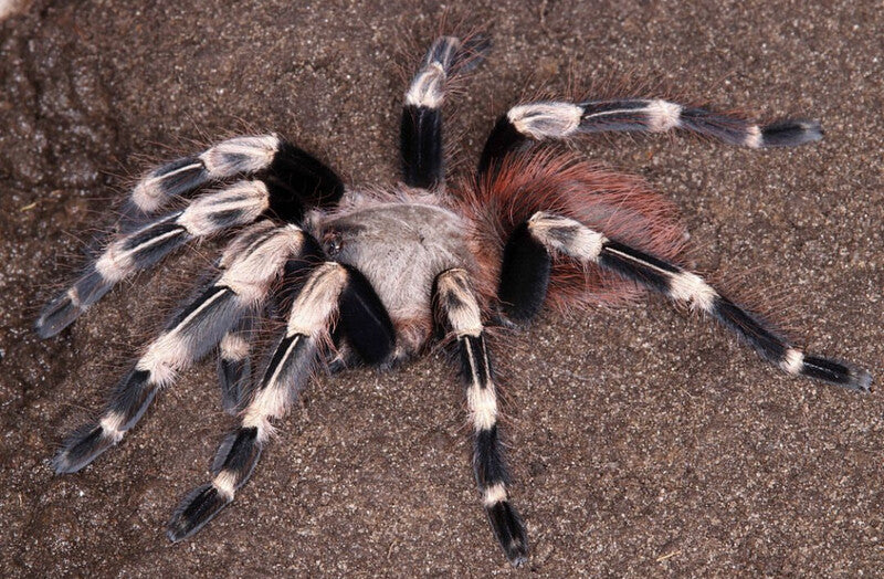 cfc8c367b735481d5e3d71c177b5d0ef