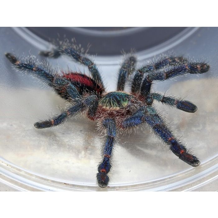 731240a4ad8dccff43ea4466d1276954