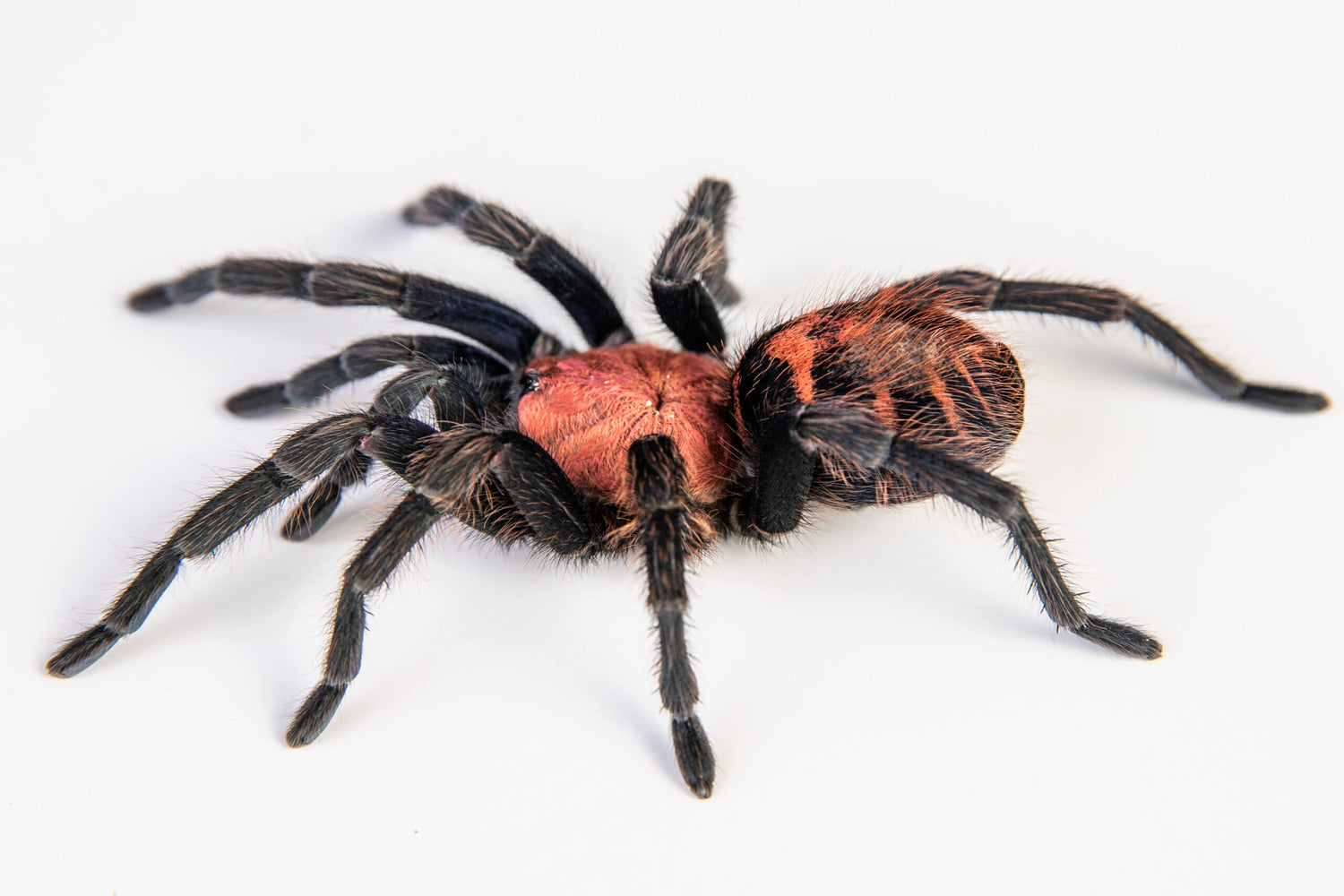 bcf5a29c7475812ecfc1e06214aa1eb6