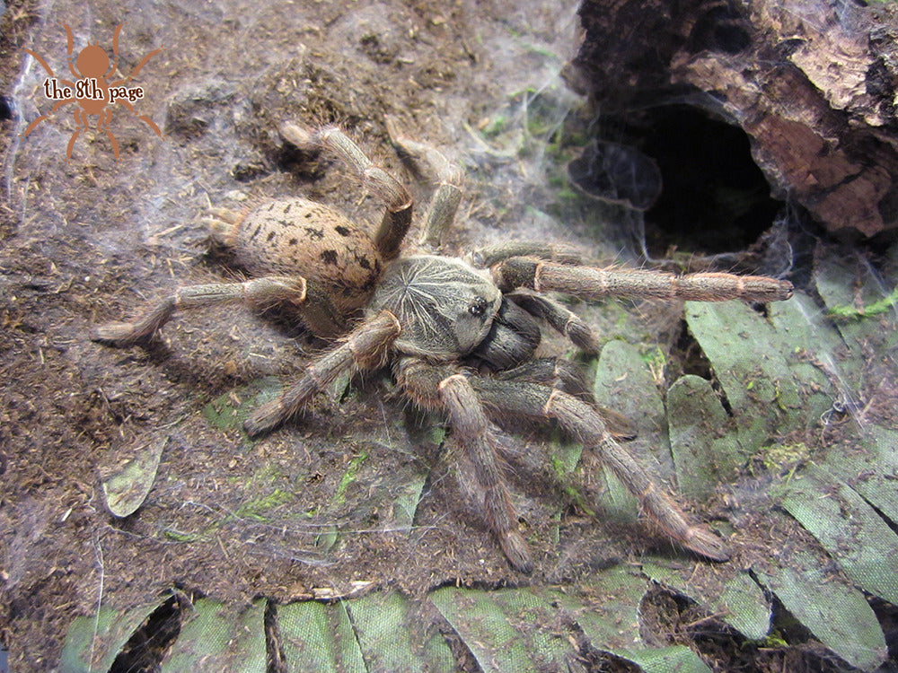 b38d5573634148a6fb8de4b8ee7db490