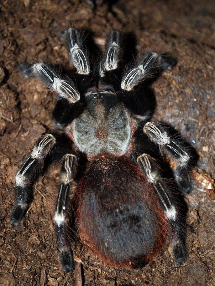 b666df6c656f06742aaf68f8ec45ad80