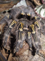 db6c465a9e9b8ad19612a9d8a517f229