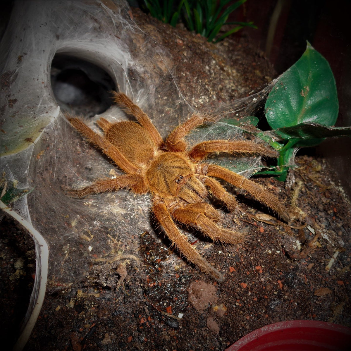 20a56a3369d575139c8e84f76767eee7