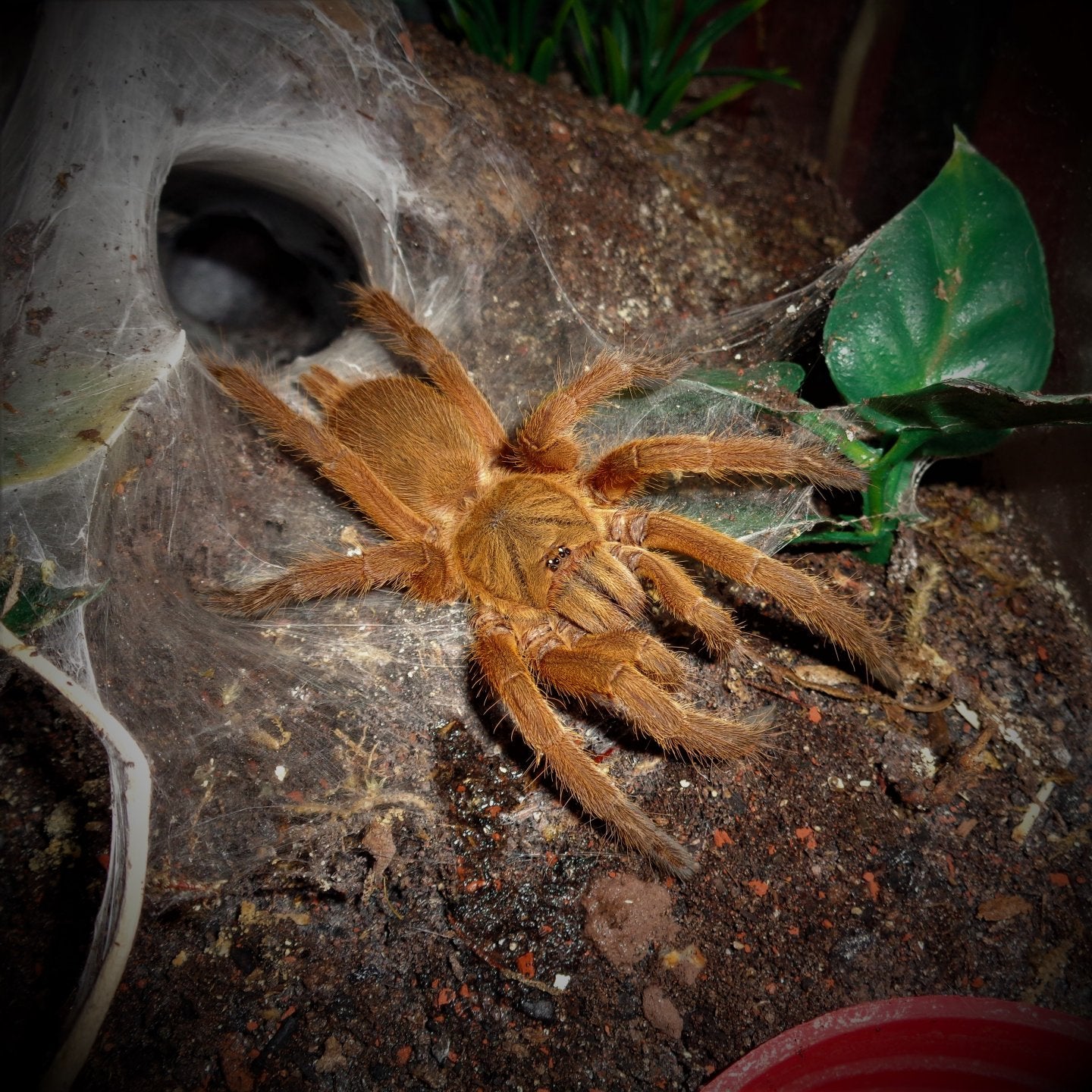 20a56a3369d575139c8e84f76767eee7