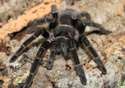 ddb65cc38010d51437af2d538c7d51e8