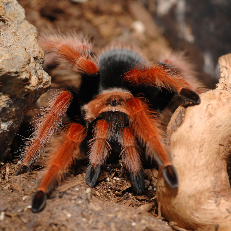 15c0a35a19829c4c4868c24bea67f547