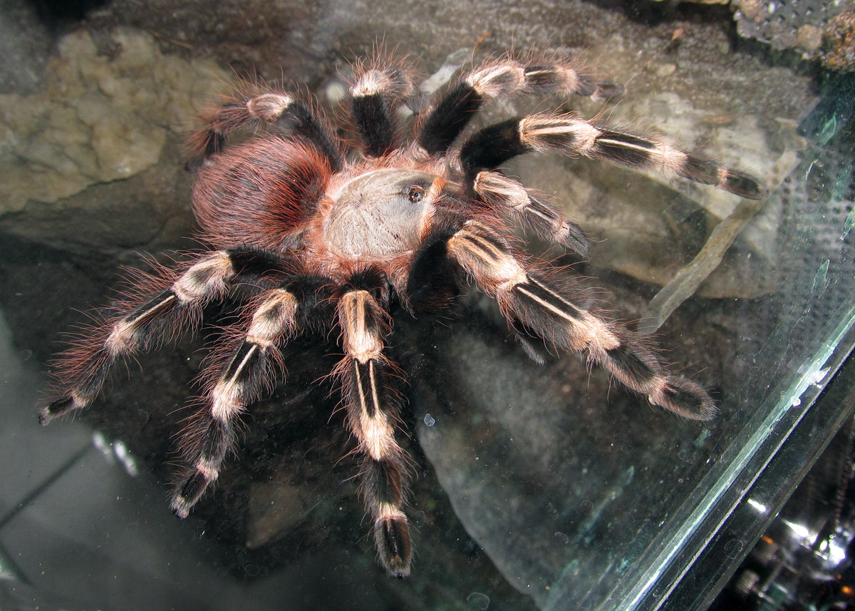 7103bb184e67fe3af772f120cdc7528f