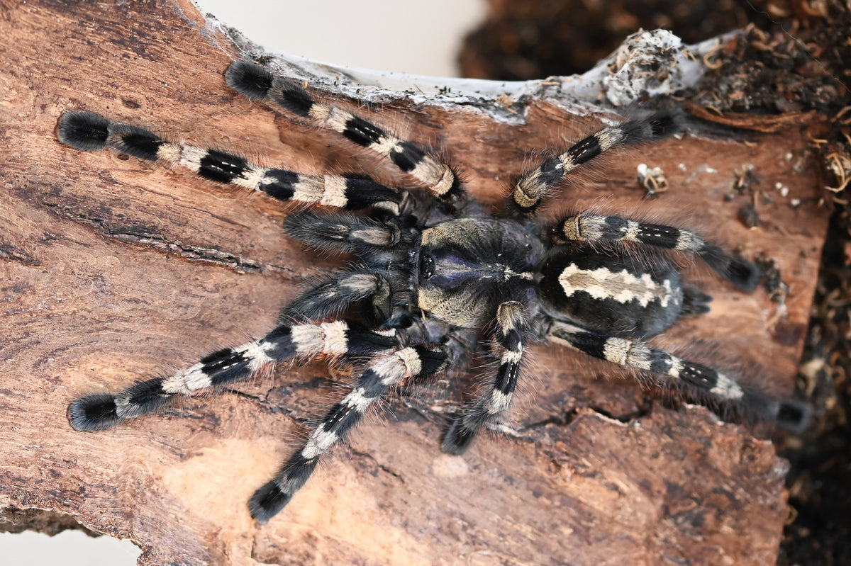 4fb95b388af0d1b0fa187021e4bbbc6f