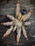 96da39b330c6eab66ccd34b3acbe6c81