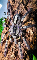 eeed223482e2a2fb368ab1a6d509cf1e