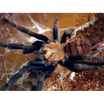 ee0d00cc64d2b67ee47f3d6be94415d9