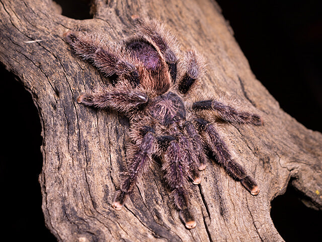 4d4df00813a36d9490f73bf8dac92832