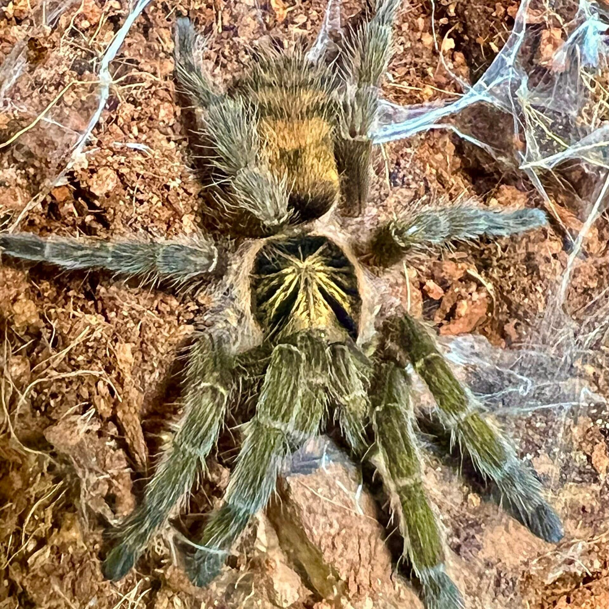 e2eefcffe8a66d4beddca1f4743d8198