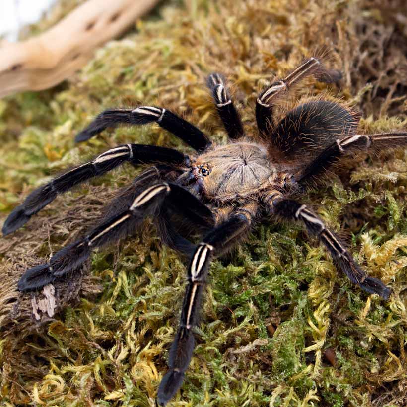 2dda726a32440d6d5f4c737f20f674cb