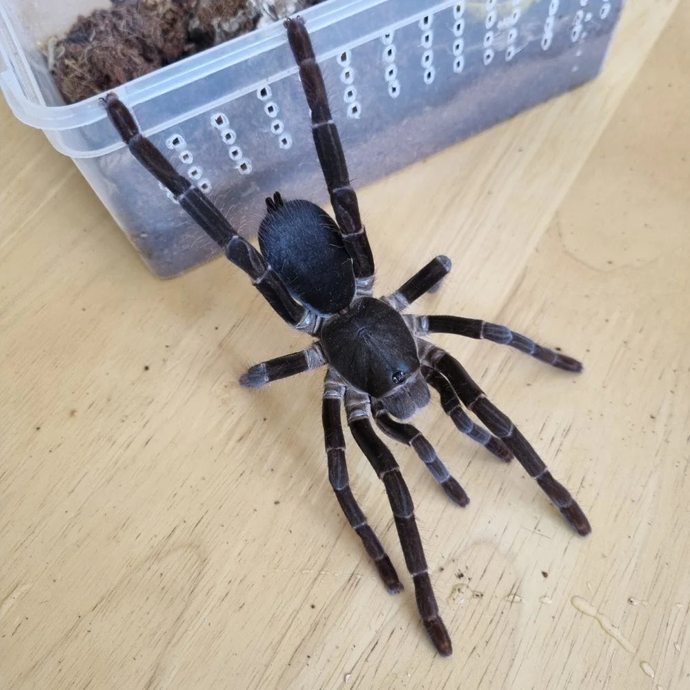 8adf3c36b6d32f804f36198412d3cccf