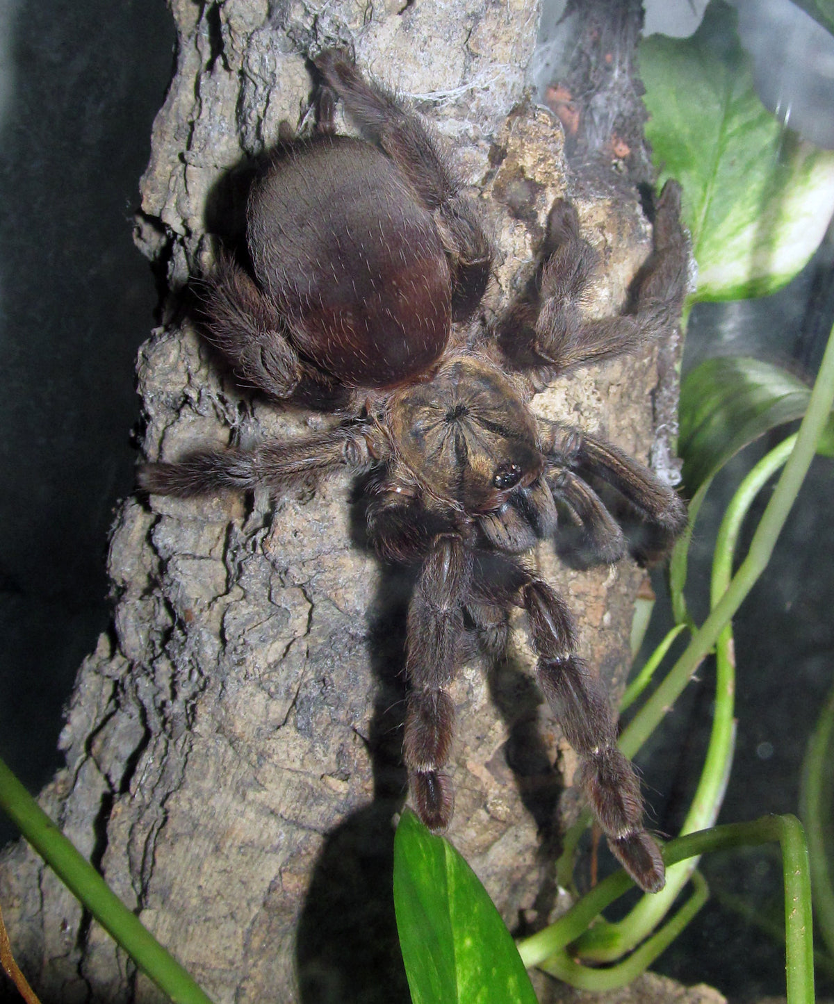 4946bd34c36ba4a364ed047ccda9d9cd