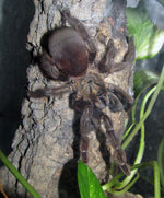 4946bd34c36ba4a364ed047ccda9d9cd