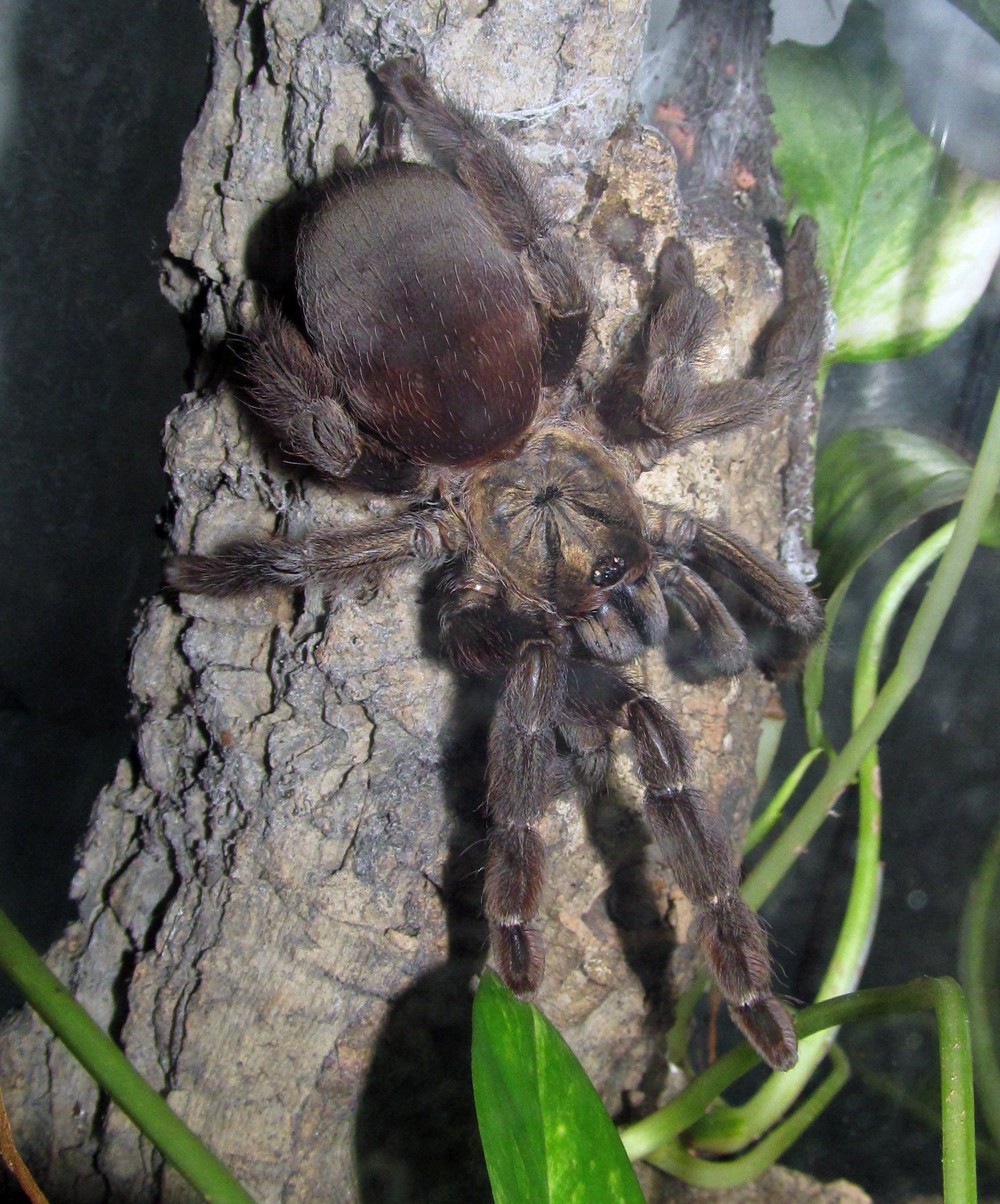 4946bd34c36ba4a364ed047ccda9d9cd