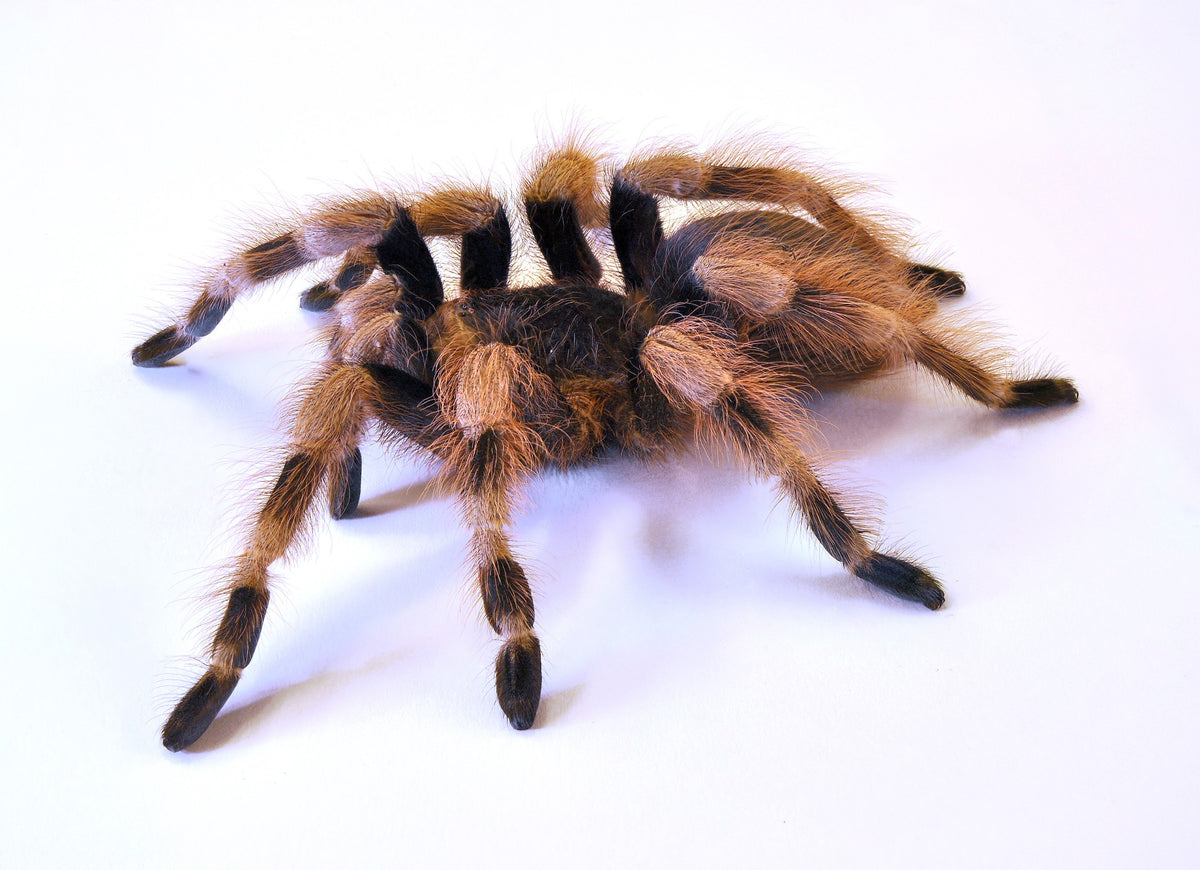 2d3922b5d4e7644df17bfc9641486878