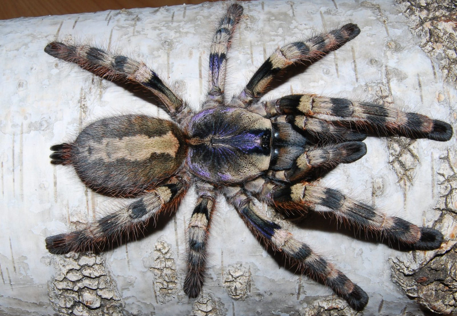 600356a50c93444bf6f9d90aaf2dabbd