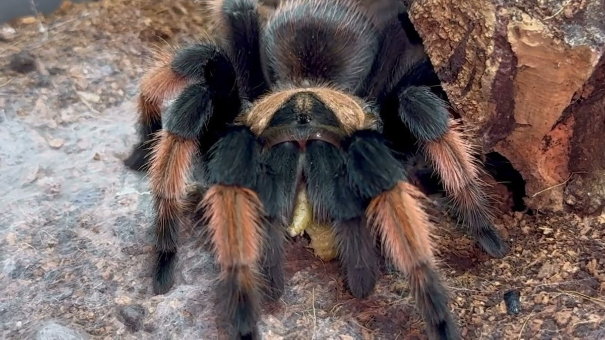 b719f19739b65e668823e14302a7686e