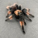 b26120c1a005571eb831b8c986a3bace