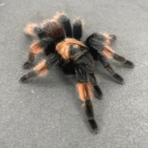 b26120c1a005571eb831b8c986a3bace